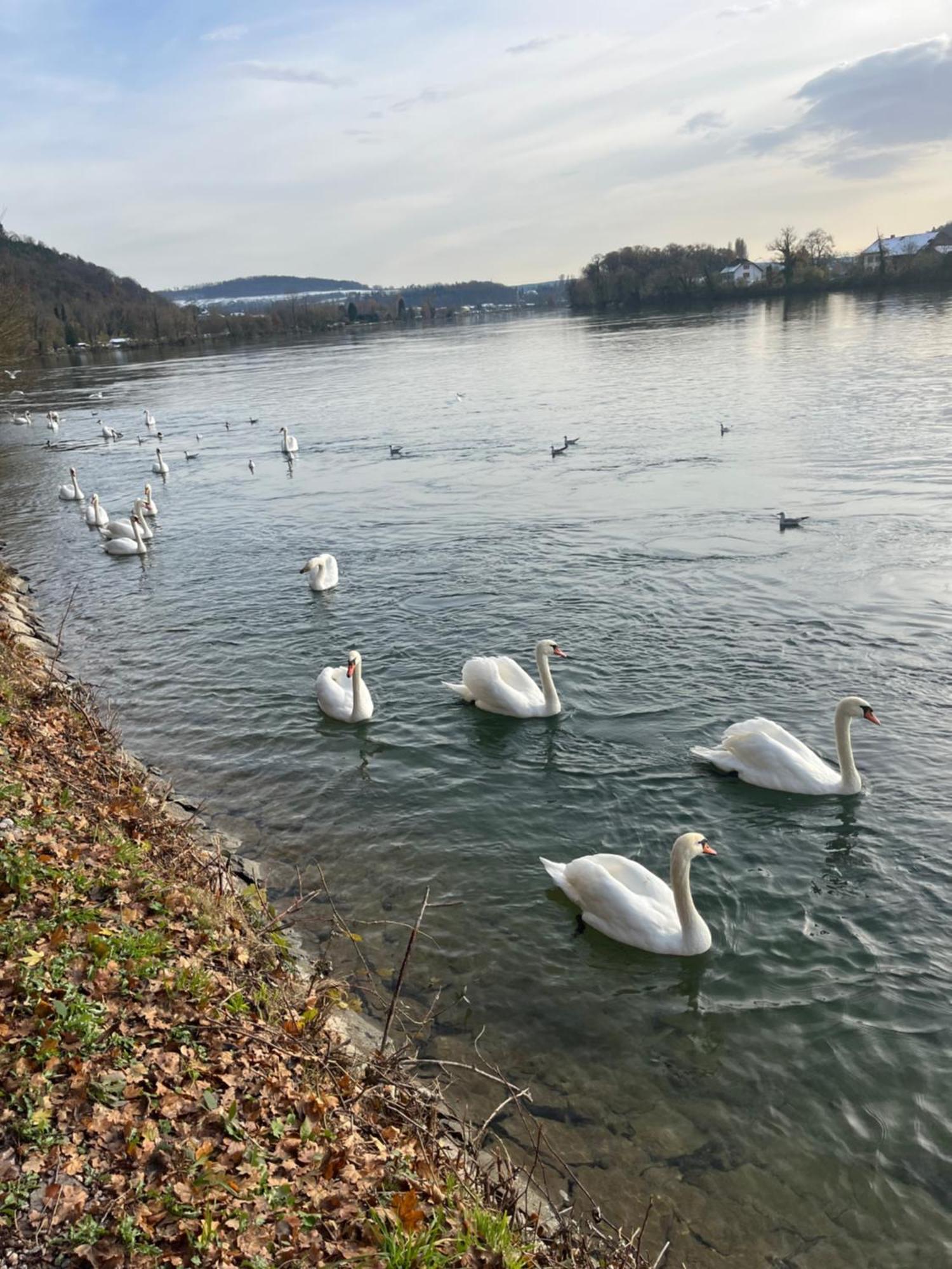 Waldshut -Kaiser55 Dış mekan fotoğraf